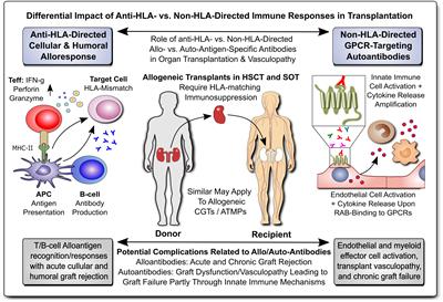 Editorial: Emerging talents in alloimmunity and transplantation: 2022